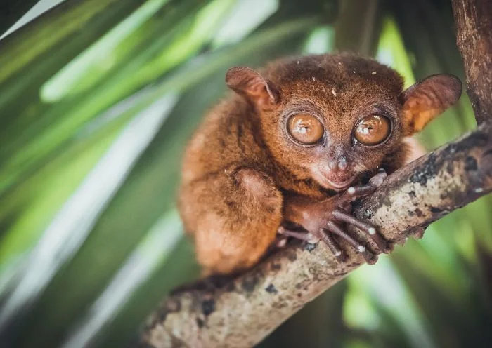 bohol-tarsier-700-01 bohol-tarsier-700-01